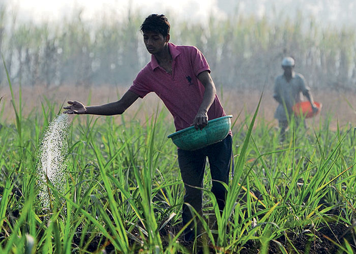 Urea in Agriculture